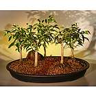 Oriental Ficus Bonsai Trees