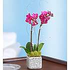 Mosaic Mirror Orchid Garden in Glitter Planter