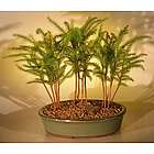 Three Tree Forest Group Norfolk Island Pine Bonsai