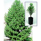 Austrian Pine Tree