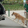 Dogs