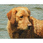 Pet Photo Mosaic 16x20 Framed Print