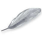 Feather Sterling Silver Pin