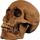 Resin Cranium Skull