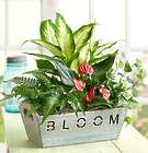 Bloom Planter with Mini Garden