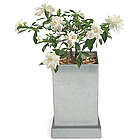 White Gardenia Bonsai