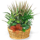 Medium Planter Basket of Green Plants
