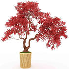 Japanese Red Maple Tree