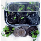Zombie Plant Grow Kit