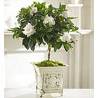 Gardenia Topiary for Sympathy