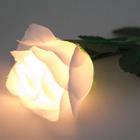 White Light-Up Roses