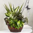 Butterfly Chime Dish Garden for Sympathy