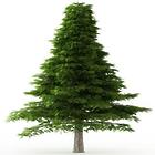 2' Deodara Cedar Tree