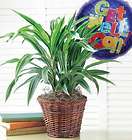 Get Well Green Plant with Balloon