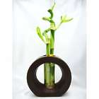 Live Spiral 3 Style Lucky Bamboo Plant Arrangement