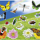 Design Your Own! Real Bugs and Flowers Sticker Scenes