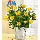 Congratulations Yellow Rose Plant