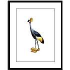 Yellow Crested Crane in Matching Shoes Framed Print