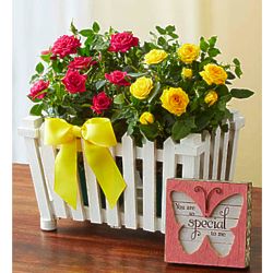 Sol y Besos Large Bouquet with Plaque