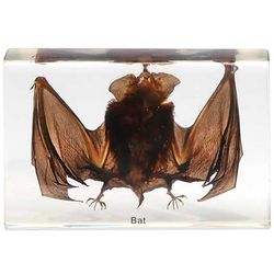 Bat Specimen Paperweight