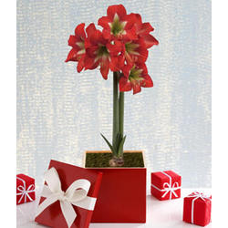 Candy Cane Amaryllis in Christmas Present Box