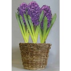 Purple Hyacinth Flower Bulb Gift Basket
