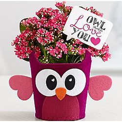 Owl Always Love You Flower Plant