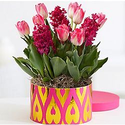 Hot Pink Romance Potted Flowers