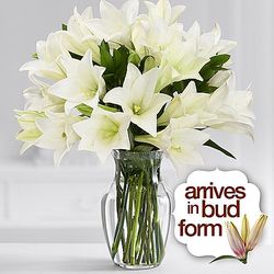 Easter Lilies from Holland
