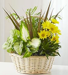 Dish Garden Basket with Fresh Cut Flowers