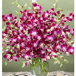 Deluxe Purple Dendrobium Orchids