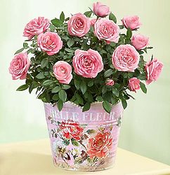 Classic Budding Pink Rose Large Plant