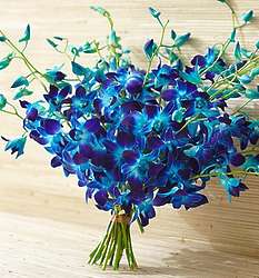 20 Stems Ocean Breeze Blue Orchids
