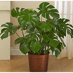 Philodendron Monstera Floor Plant for Sympathy