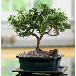 Rosemary Bonsai Tree