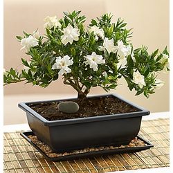 Comforting Gardenia Bonsai Tree Findgift Com