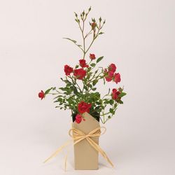 Red Drift Roses Sympathy Plant
