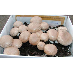 Crimini Mushroom Growing Kit