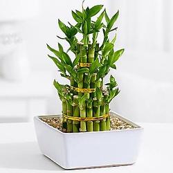 3 Layers of Luck Bamboo in Square Pot