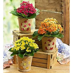 Mother's Day Flowers Spring Cottage Kalanchoe Plant Trio