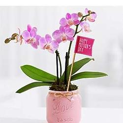 Happy Mother's Day Mini Orchid