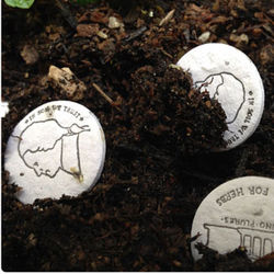 Seed Money Growing Coins