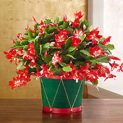 Small Christmas Cactus in Festive Drum Planter