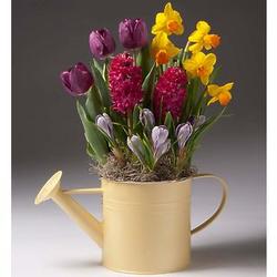 Purple Tulips, Hyacinths And Crocus Bulb Garden