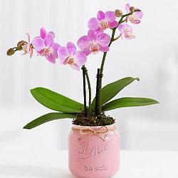 Confetti Candy Mini Orchid