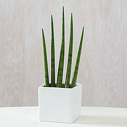 Cylindrica Plant