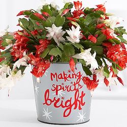 Merry and Bright Christmas Cactus