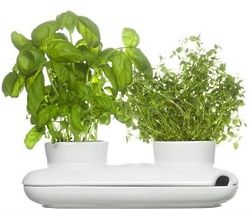 Herb Pot Duo in White Stoneware