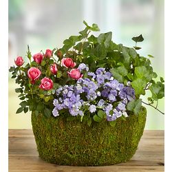 Basket of Spring Plants