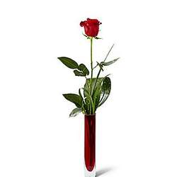 Deeply Devoted Single Rose